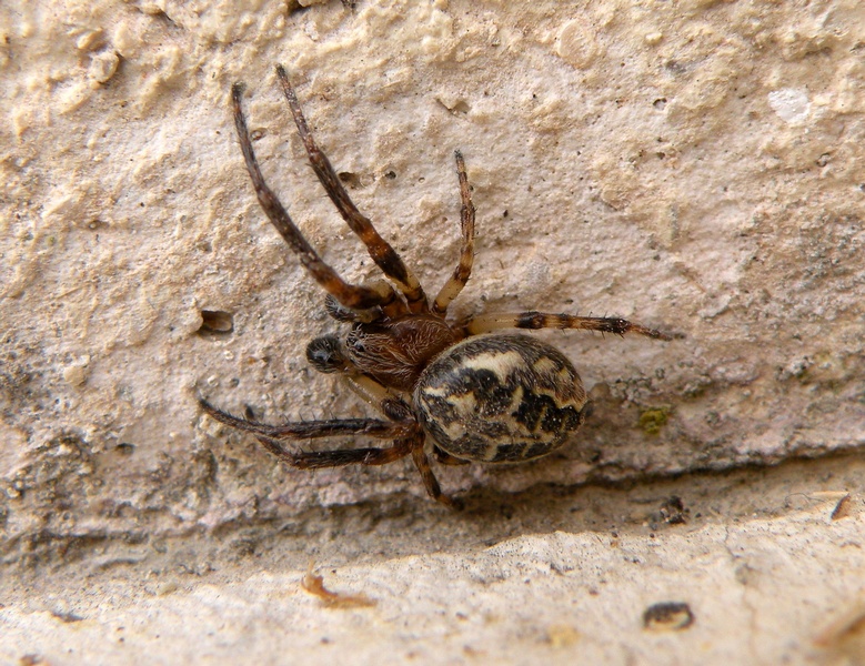 Larinioides